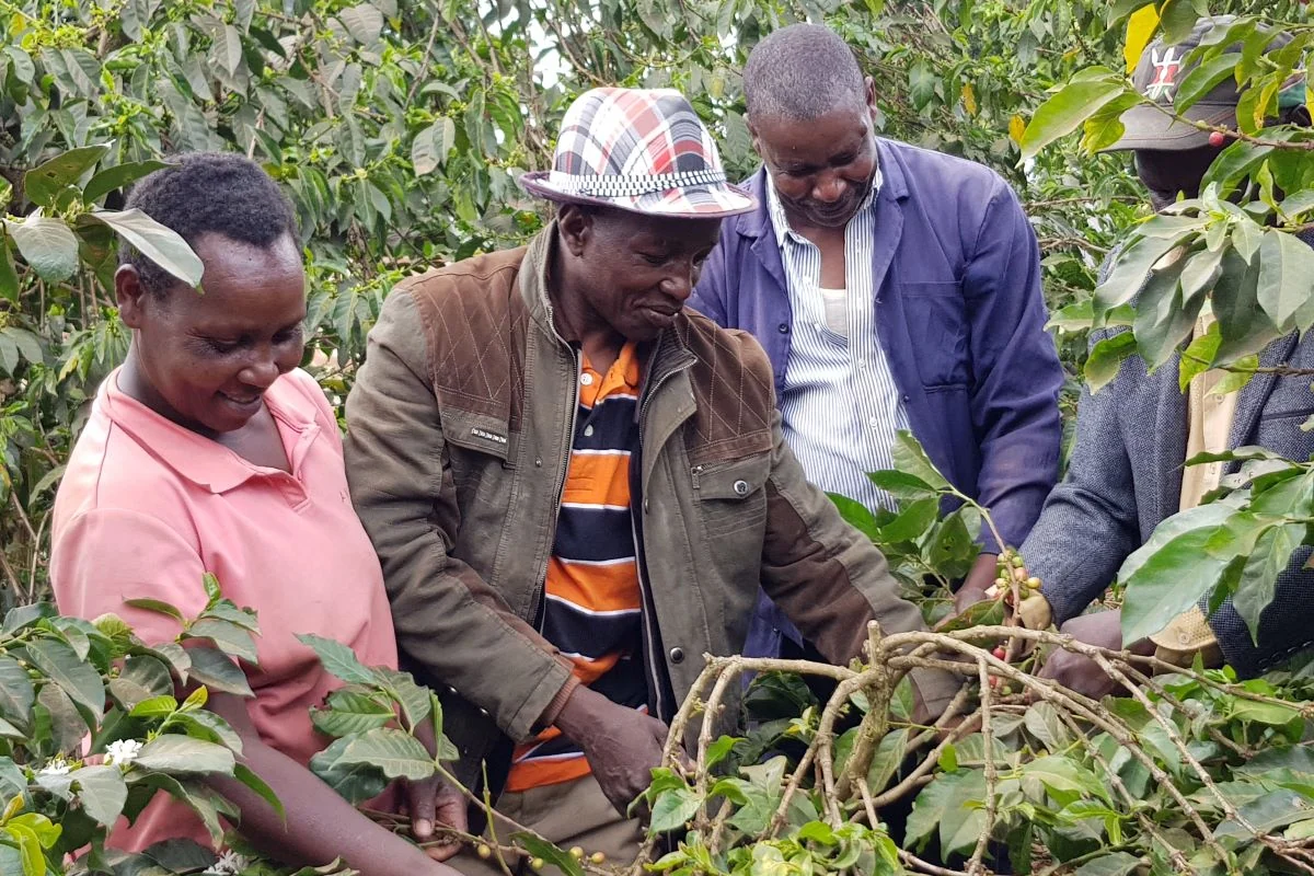 Kaffebønder sorterer møjsommeligt dagens høst. Billedet er fra en kaffeplantage i Kenya. (Foto: Peter Larsen Kaffe)